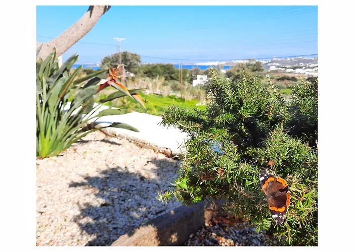 Koukounari Paros Daire